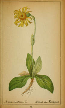 Arnica montana L. resmi