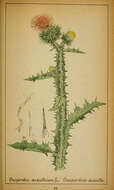 Image of Cotton Thistle