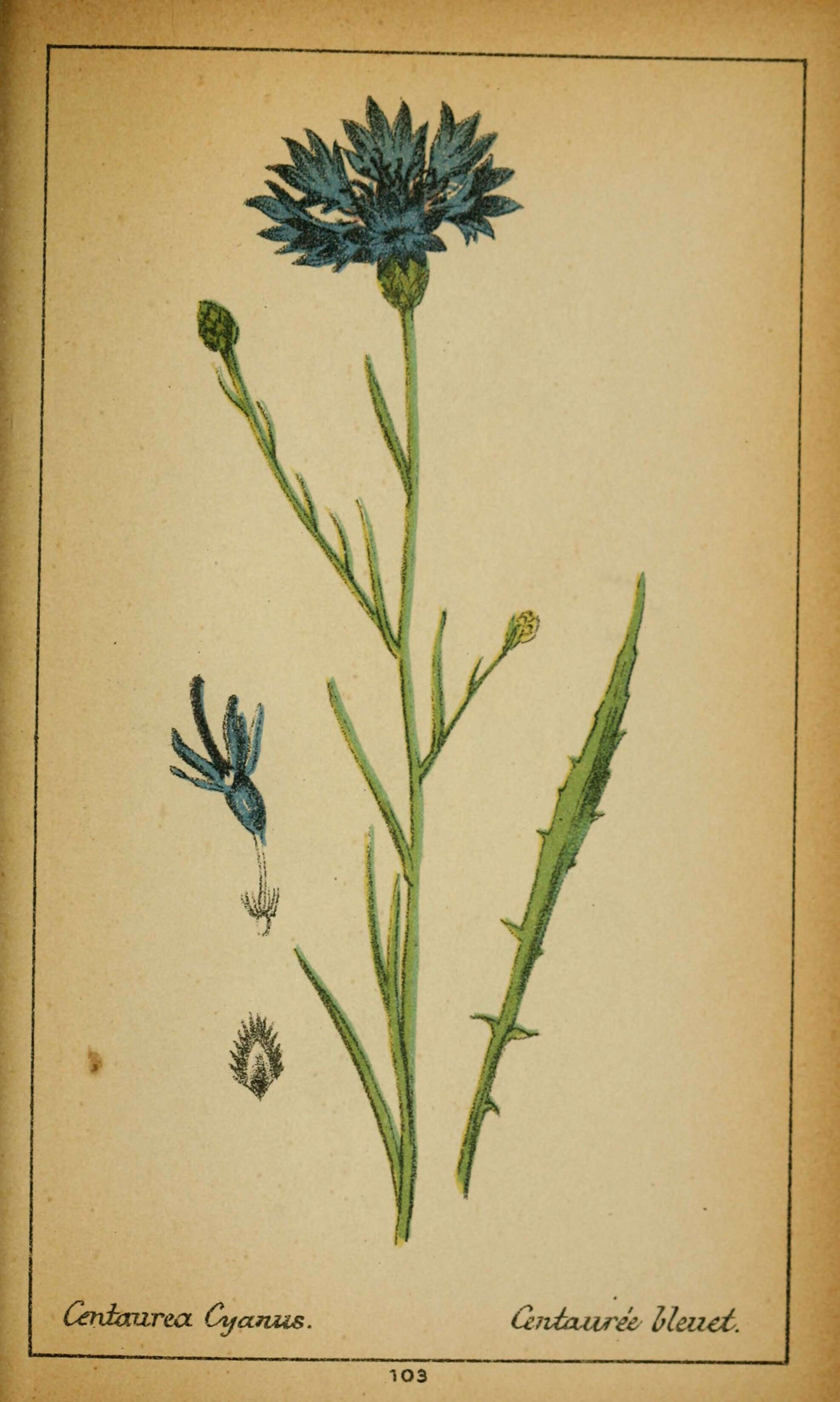 Image of Garden Cornflower