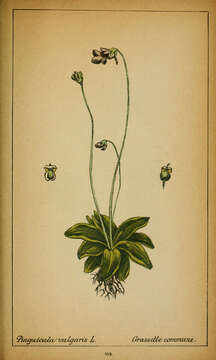 Image of Common butterwort