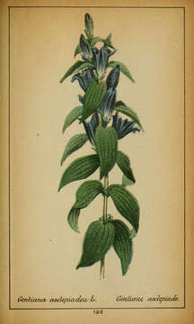 Image of Gentiana asclepiadea L.