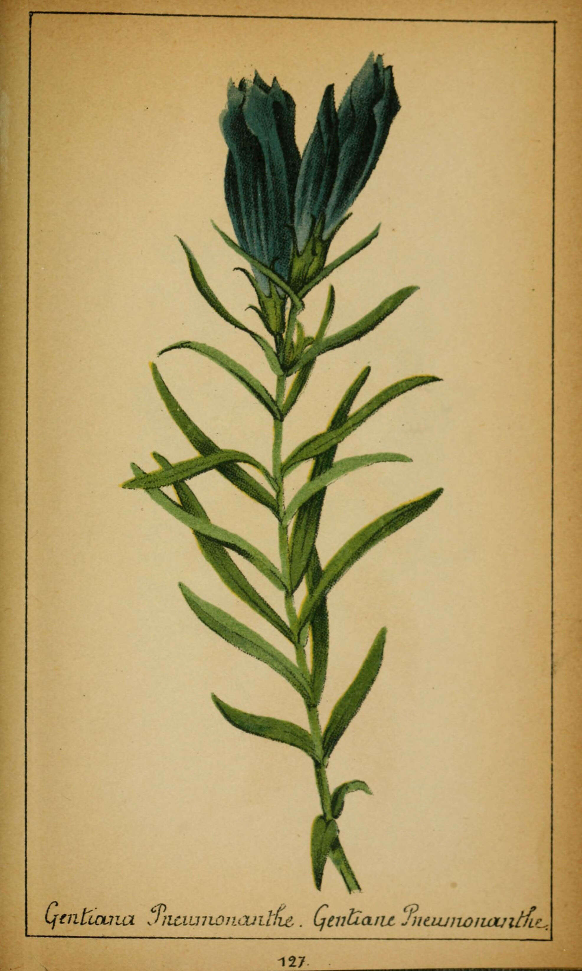 Image of marsh gentian