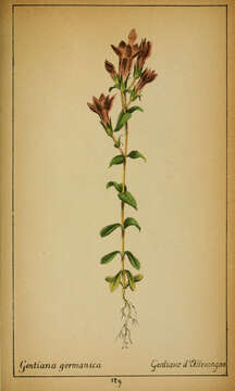 Image of chiltern gentian