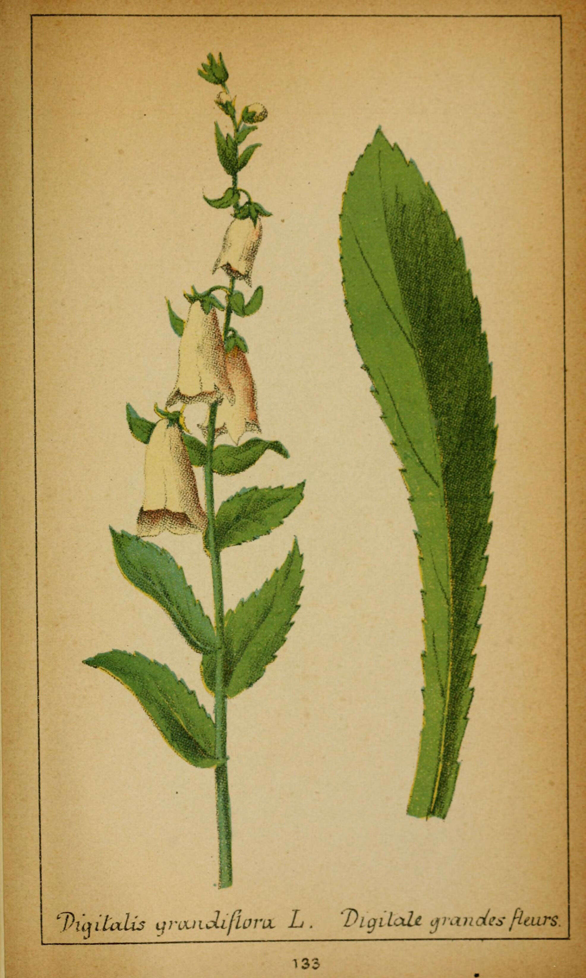 Слика од Digitalis grandiflora Mill.