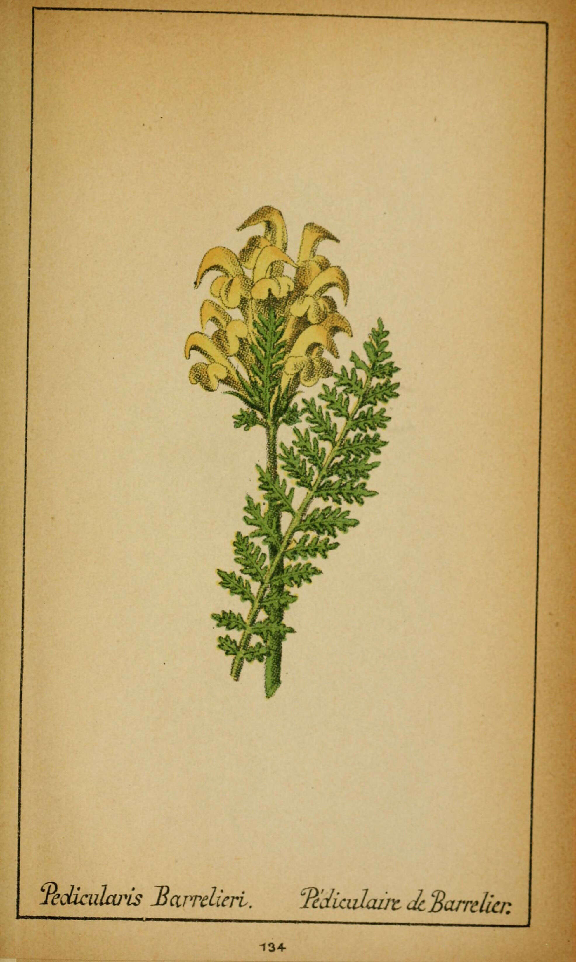 Image of Ascending Lousewort