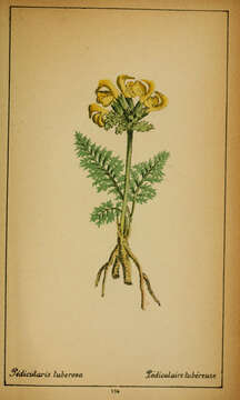Image of Long-beaked Yellow lousewort