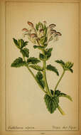 Image of Alpine Skullcap