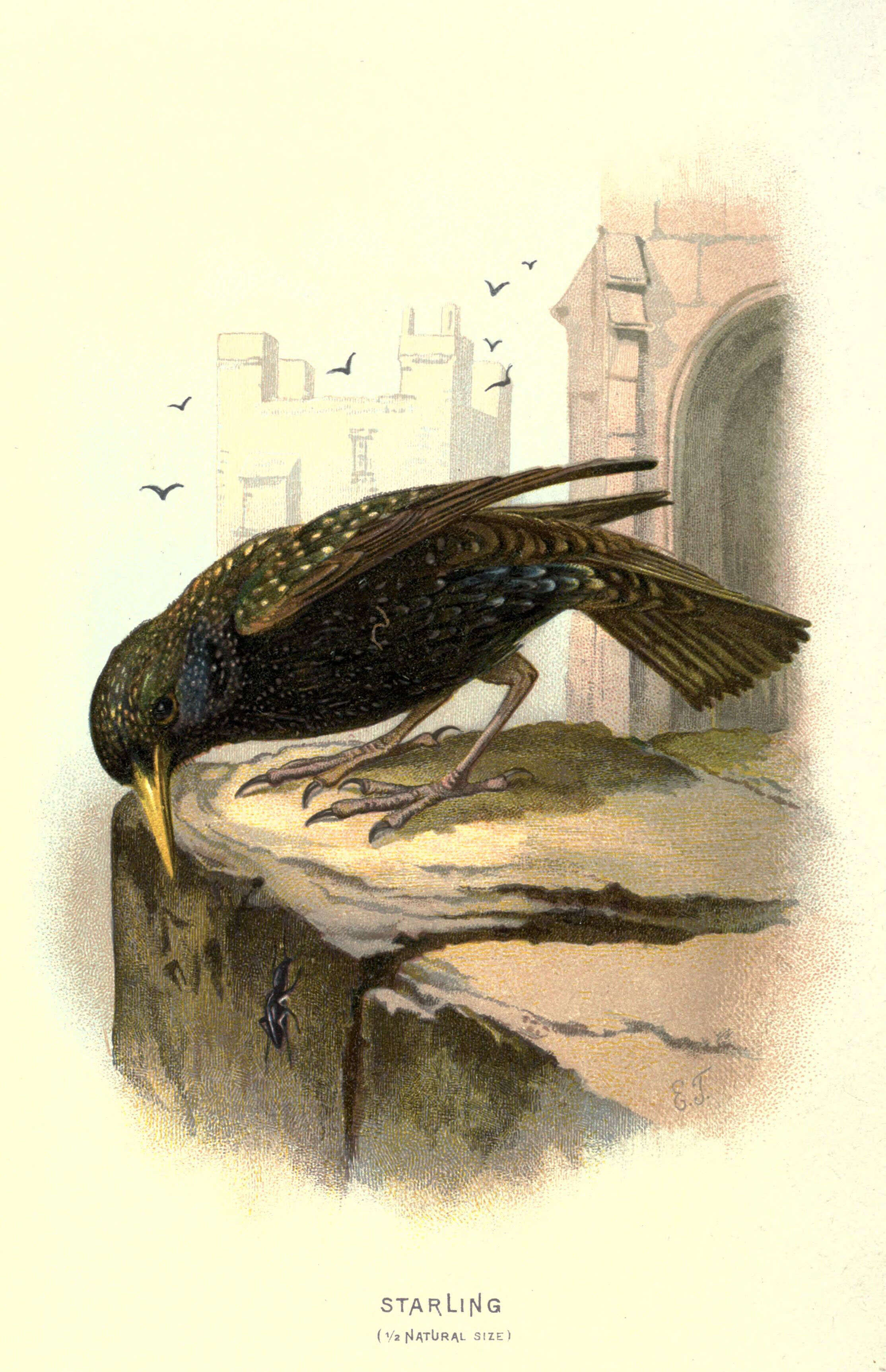 Image of Sturnus Linnaeus 1758