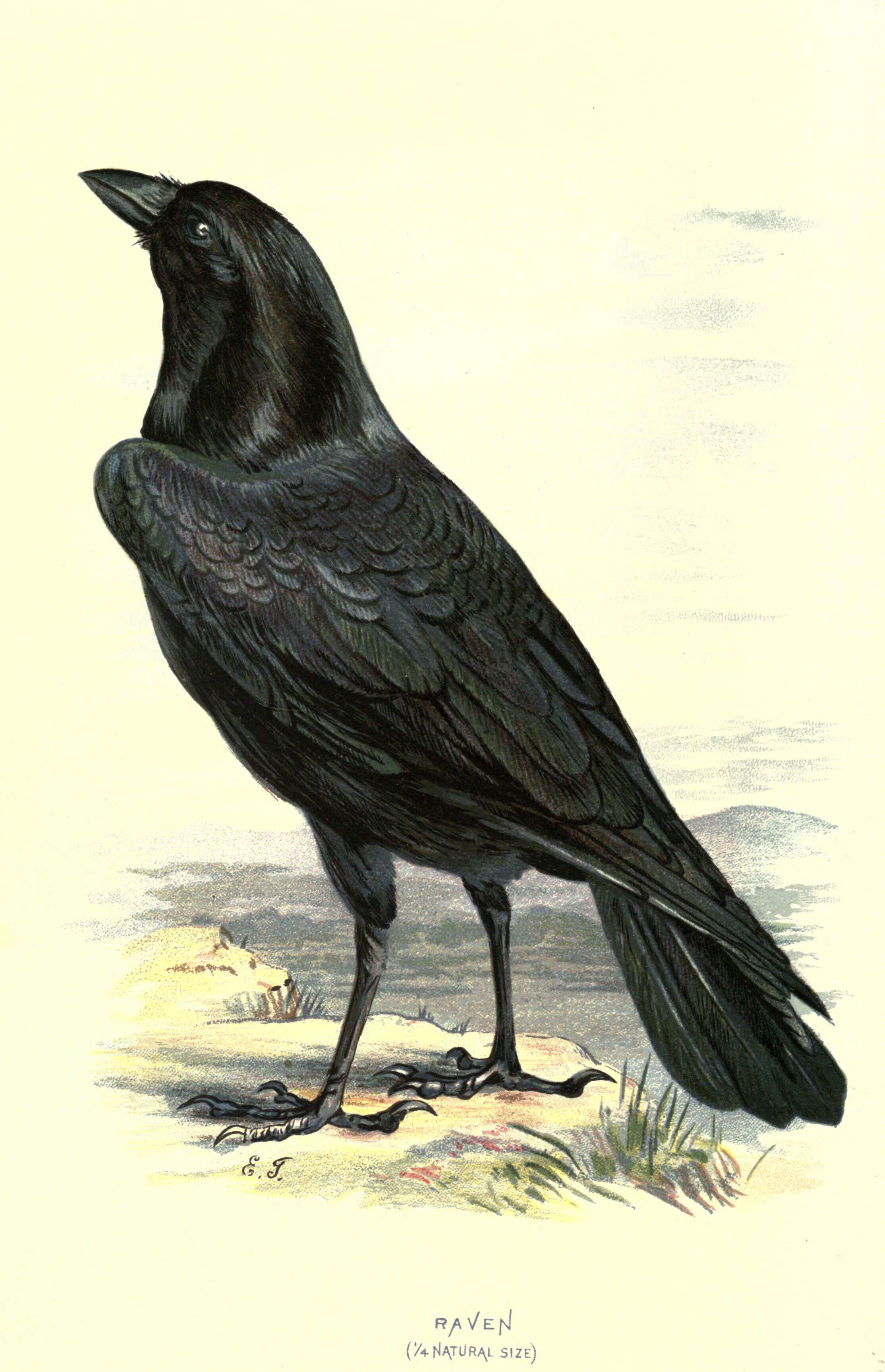 Image of Northern Raven