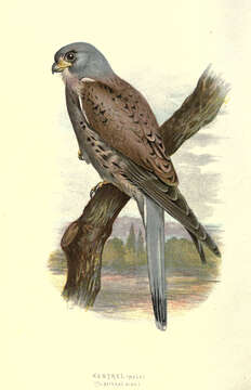 Image of kestrel, common kestrel