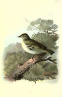 Image of Goldcrest