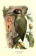 Image of Eurasian Green Woodpecker