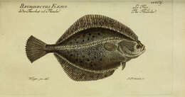 Image of Starry flounders