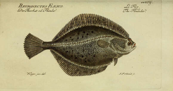 Image of Starry flounders