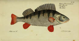 Image of Perch