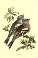 Image of Fringilla Linnaeus 1758