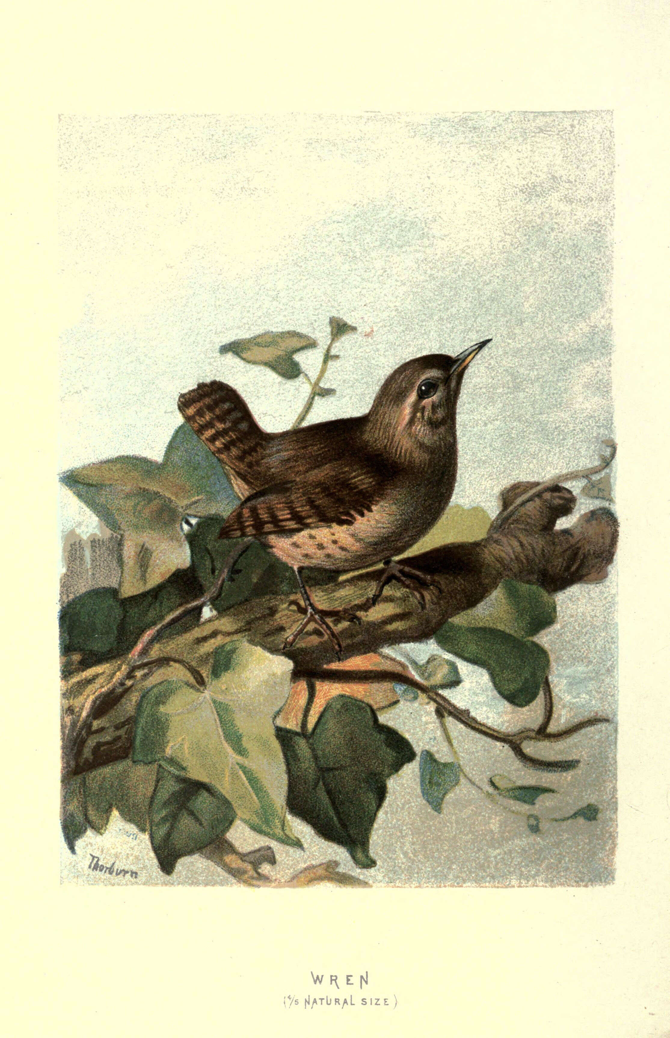 Image of Eurasian Wren