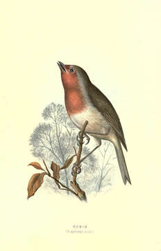 Image of Erithacus Cuvier 1800