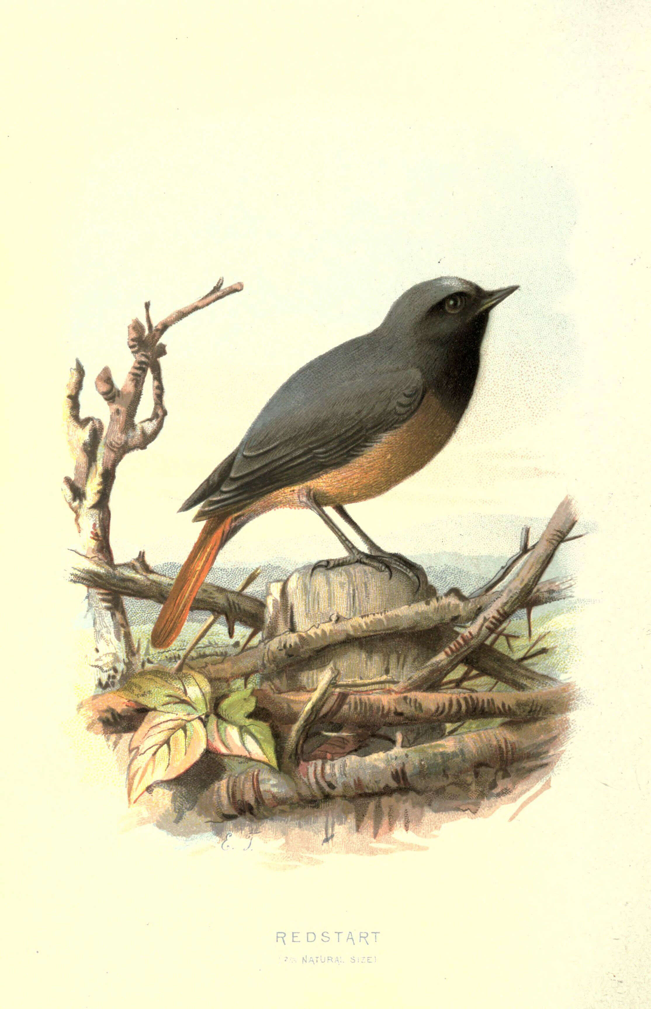 Image of Common Redstart