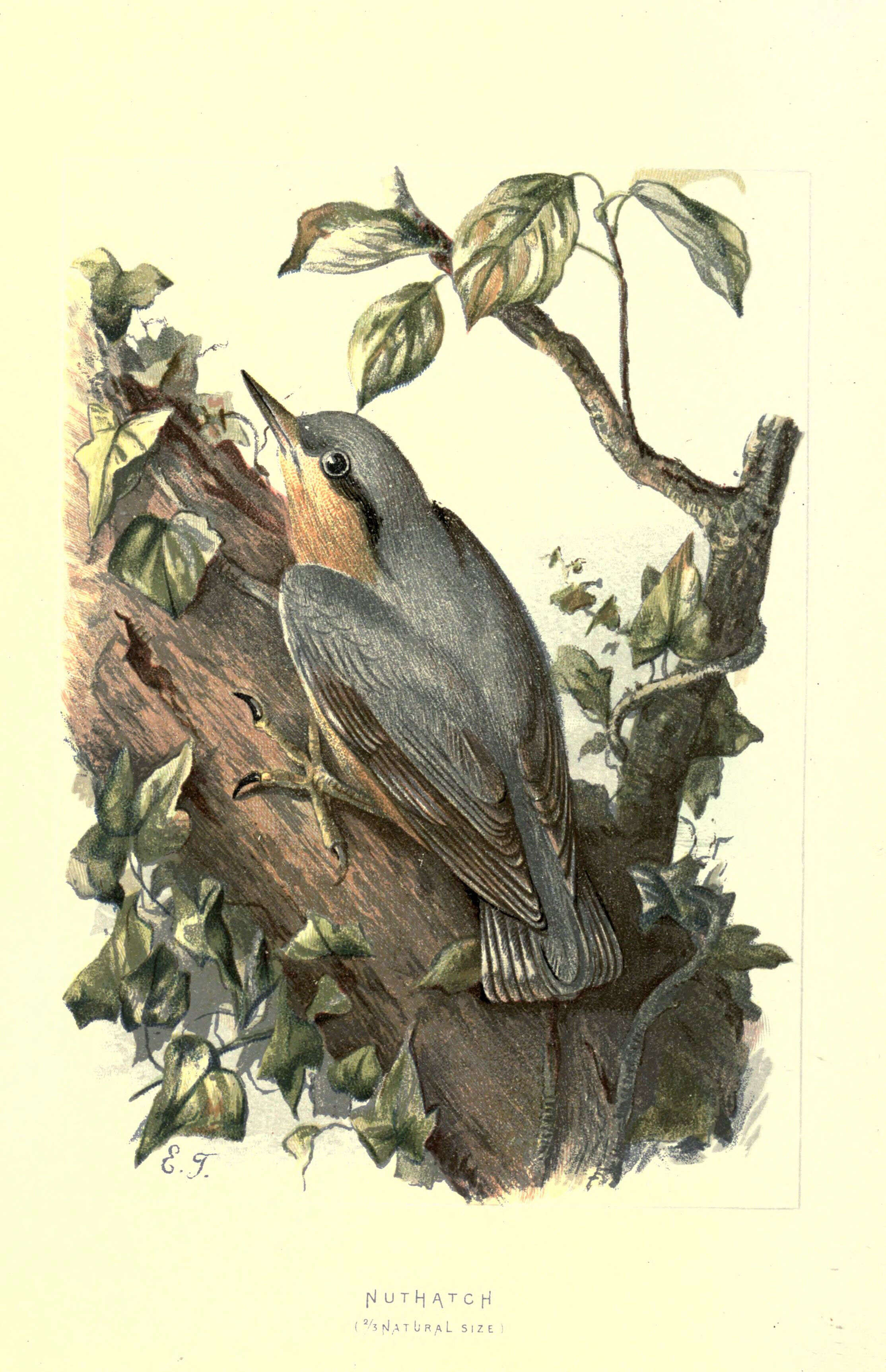 Image of Eurasian Nuthatch