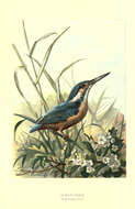 Image of Alcedo Linnaeus 1758