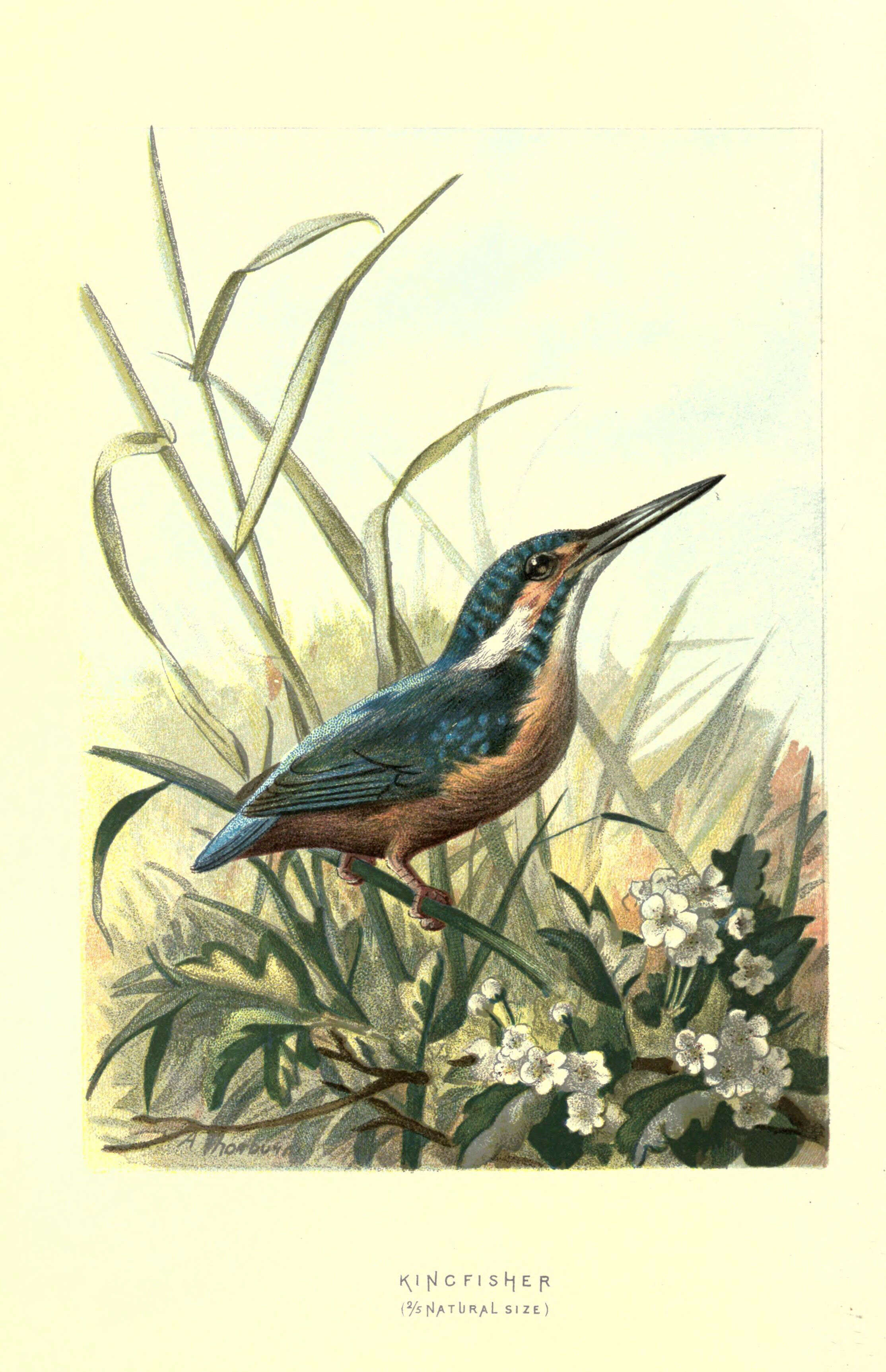 Image of Alcedo Linnaeus 1758