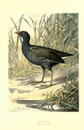 Image of Common Moorhen