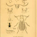 Plancia ëd Cymindis (Cymindis) humeralis (Geoffroy ex Fourcroy 1785)