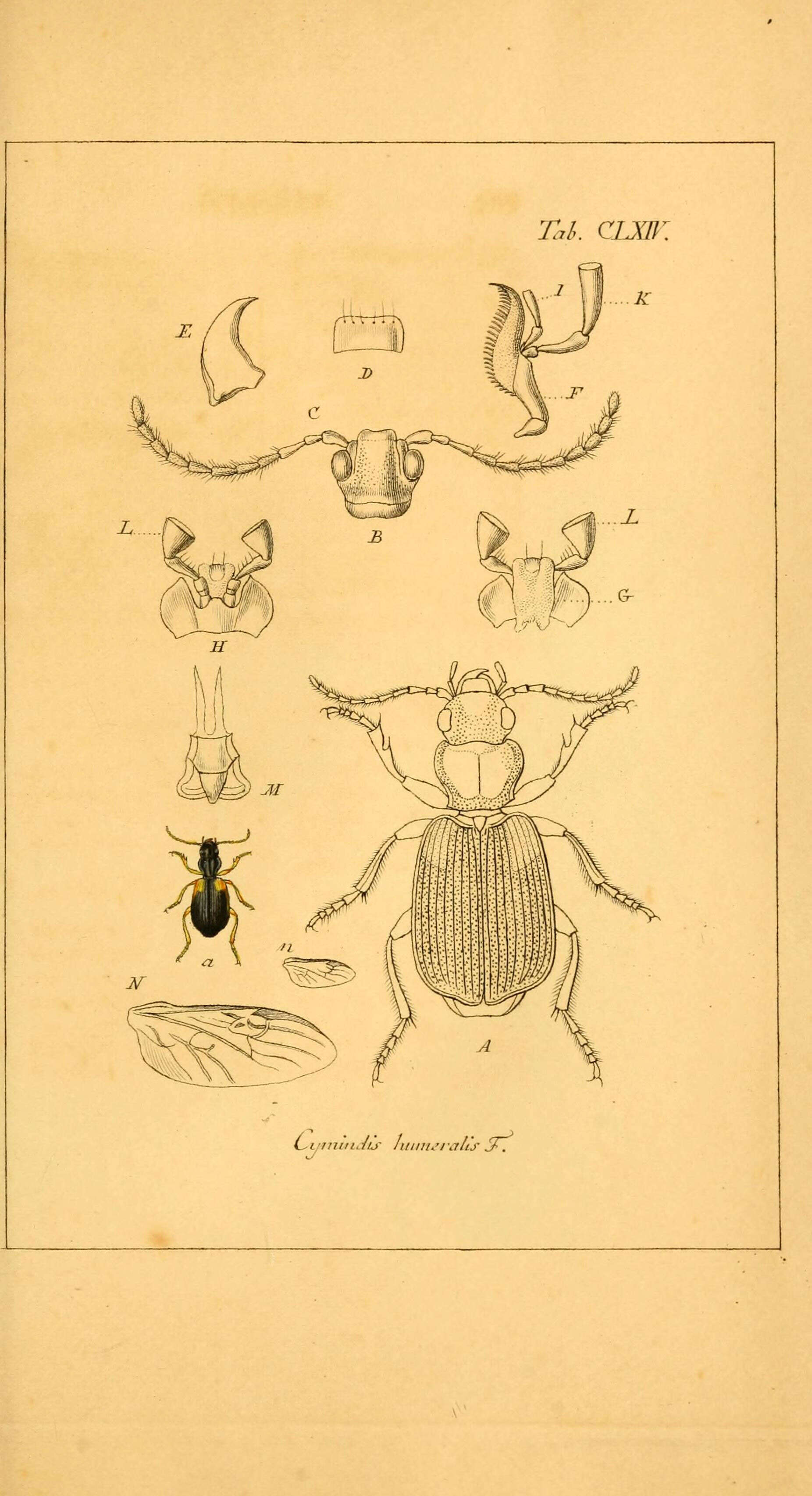 Слика од Cymindis (Cymindis) humeralis (Geoffroy ex Fourcroy 1785)