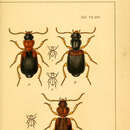 Plancia ëd Cymindis (Cymindis) angularis Gyllenhal 1810