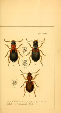 Image of Cymindis (Cymindis) angularis Gyllenhal 1810