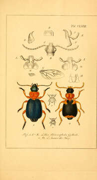 Image of Lebia (Lamprias) chlorocephala (J. J. Hoffmann 1803)