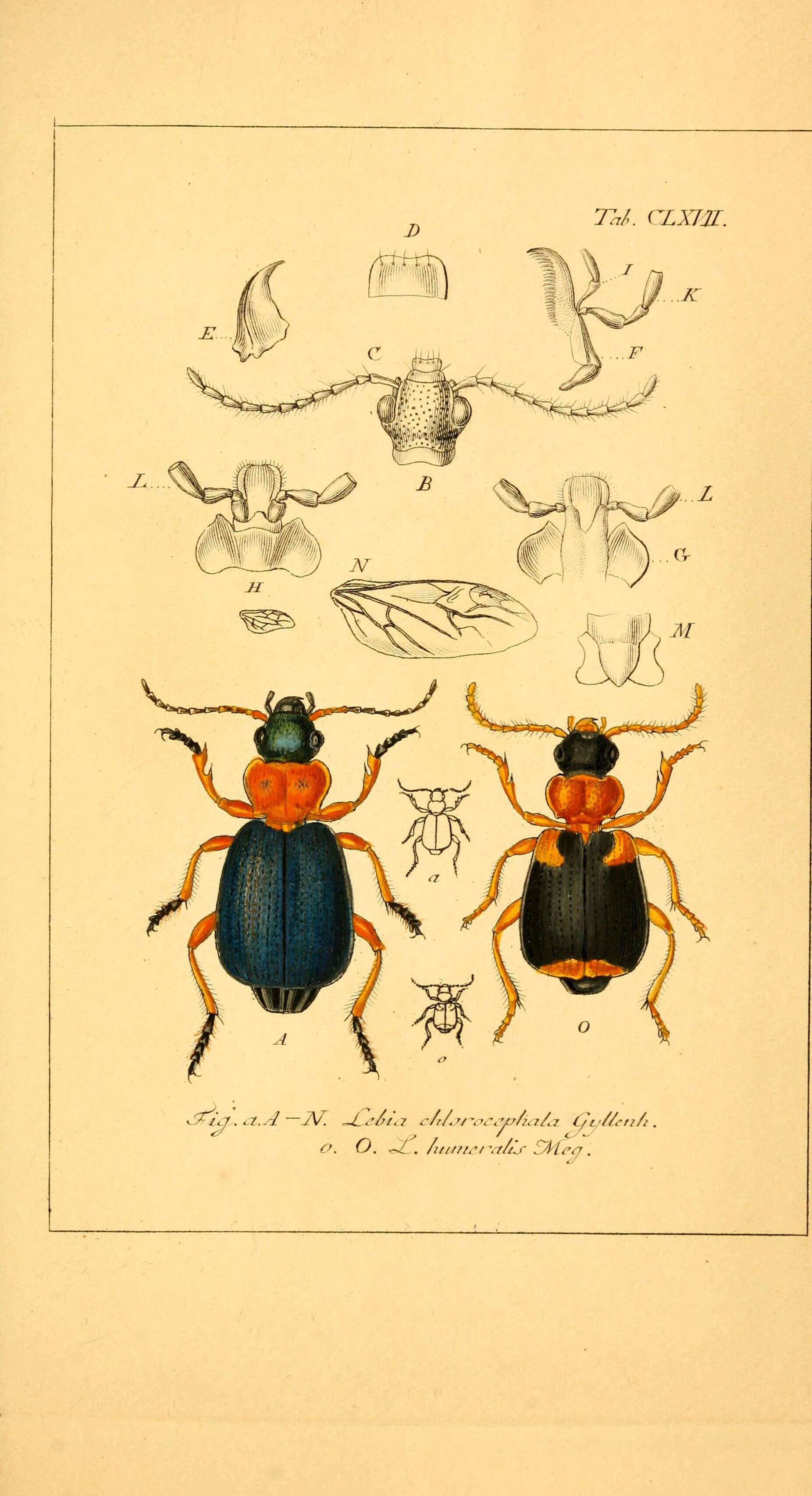 Слика од Lebia (Lamprias) chlorocephala (J. J. Hoffmann 1803)