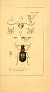 Image of Dromius (Dromius) fenestratus (Fabricius 1794)