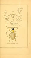 Слика од Demetrias (Demetrias) atricapillus (Linnaeus 1758)