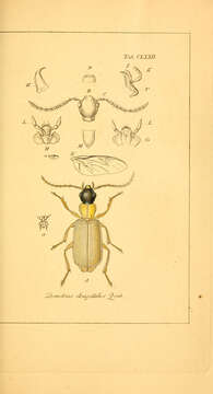 Image of Demetrias (Demetrias) atricapillus (Linnaeus 1758)