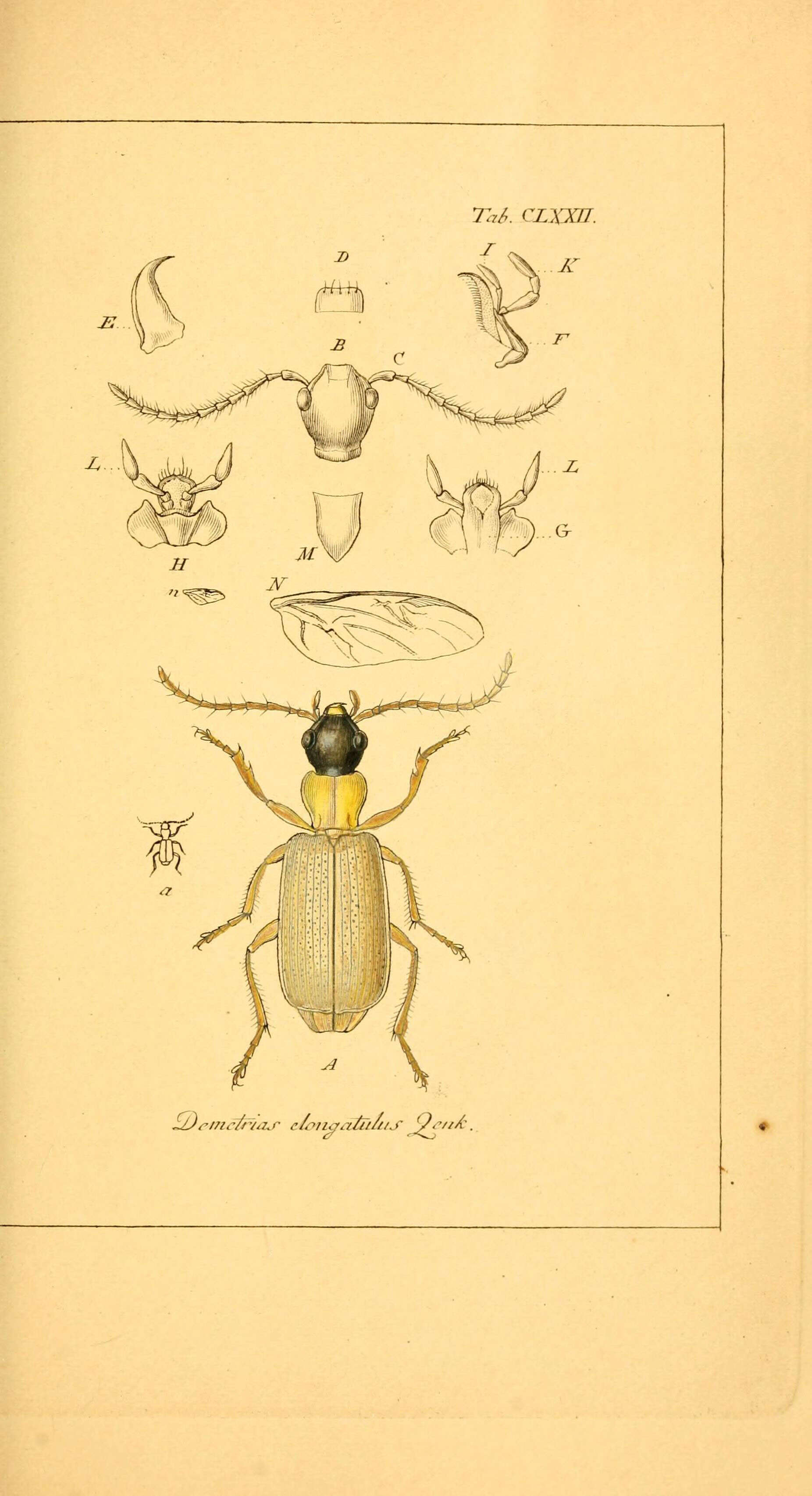 Слика од Demetrias (Demetrias) atricapillus (Linnaeus 1758)