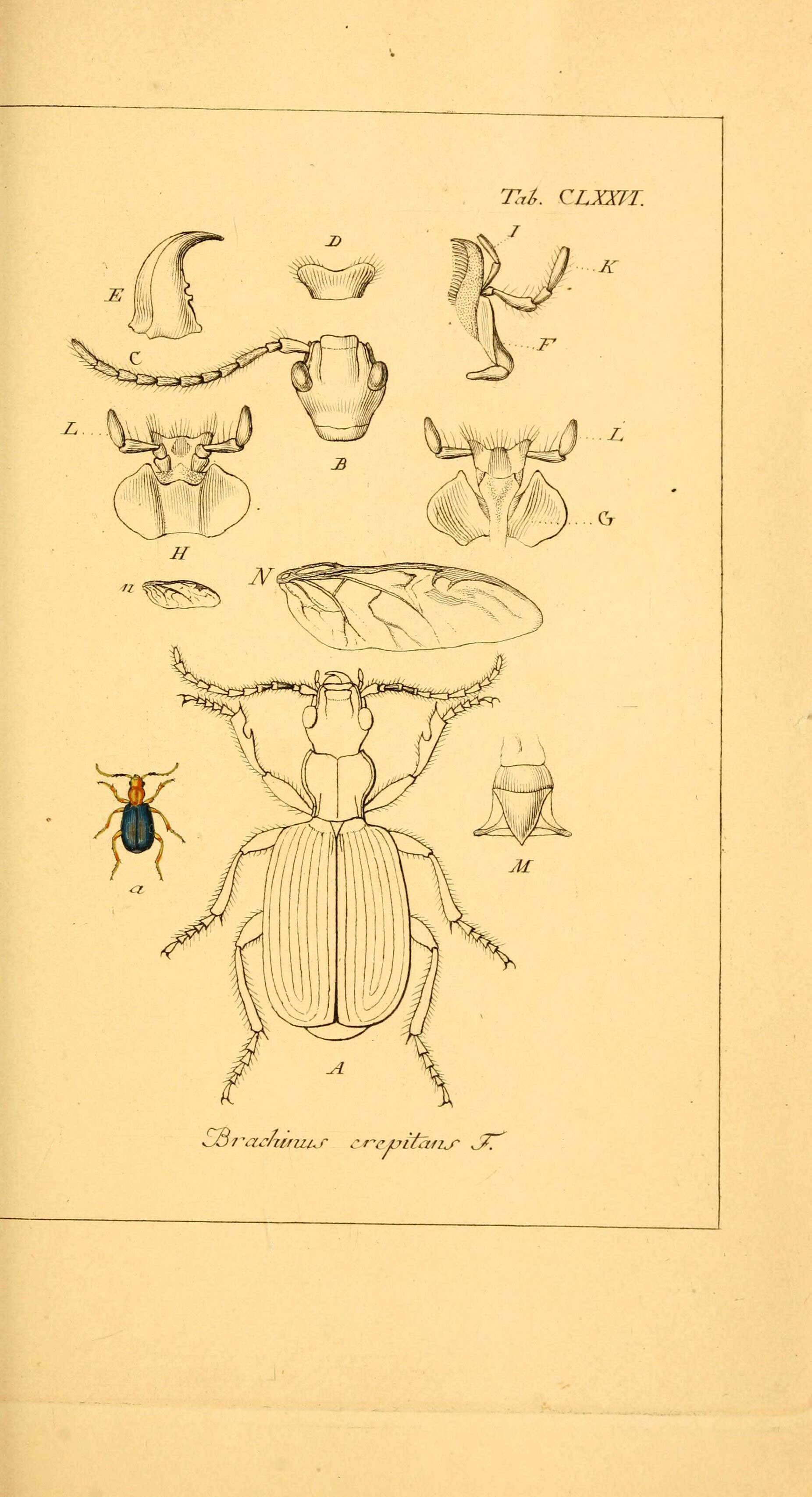 Слика од Brachinus (Brachinus) crepitans (Linnaeus 1758)