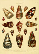 Imagem de Volutoidea Rafinesque 1815
