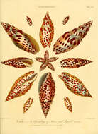 Sivun Mitra papalis (Linnaeus 1758) kuva