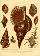 Image de Murex ternispina Lamarck 1822