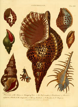 Image of Murex ternispina Lamarck 1822