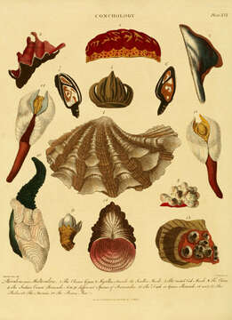 Image of Giant Clam