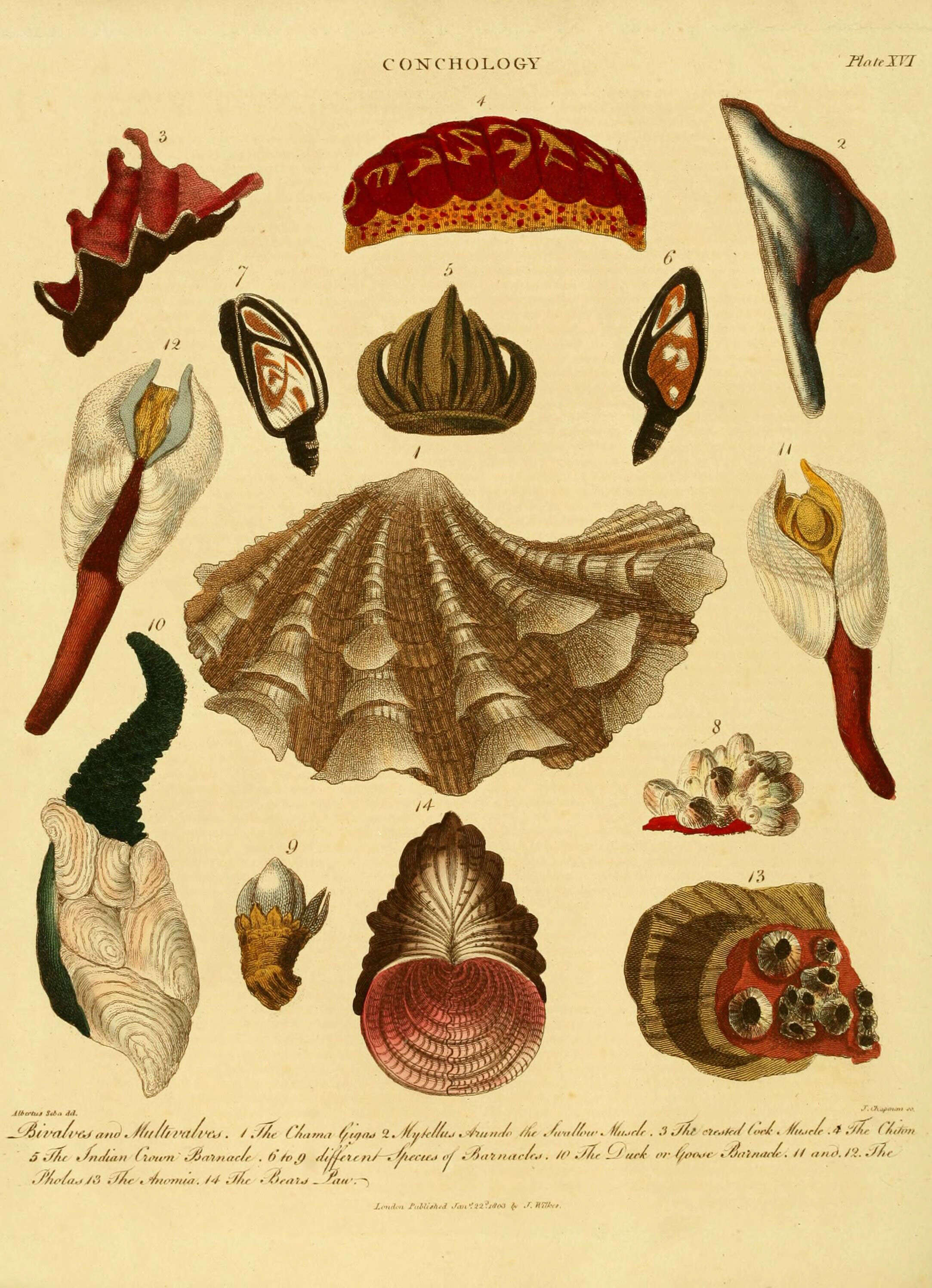 Imagem de Tridacna gigas (Linnaeus 1758)