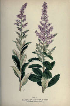 Imagem de Spiraea tomentosa L.