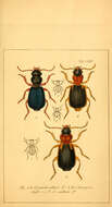 Plancia ëd Cymindis (Menas) miliaris (Fabricius 1801)