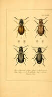Слика од Syntomus pallipes (Dejean 1825)