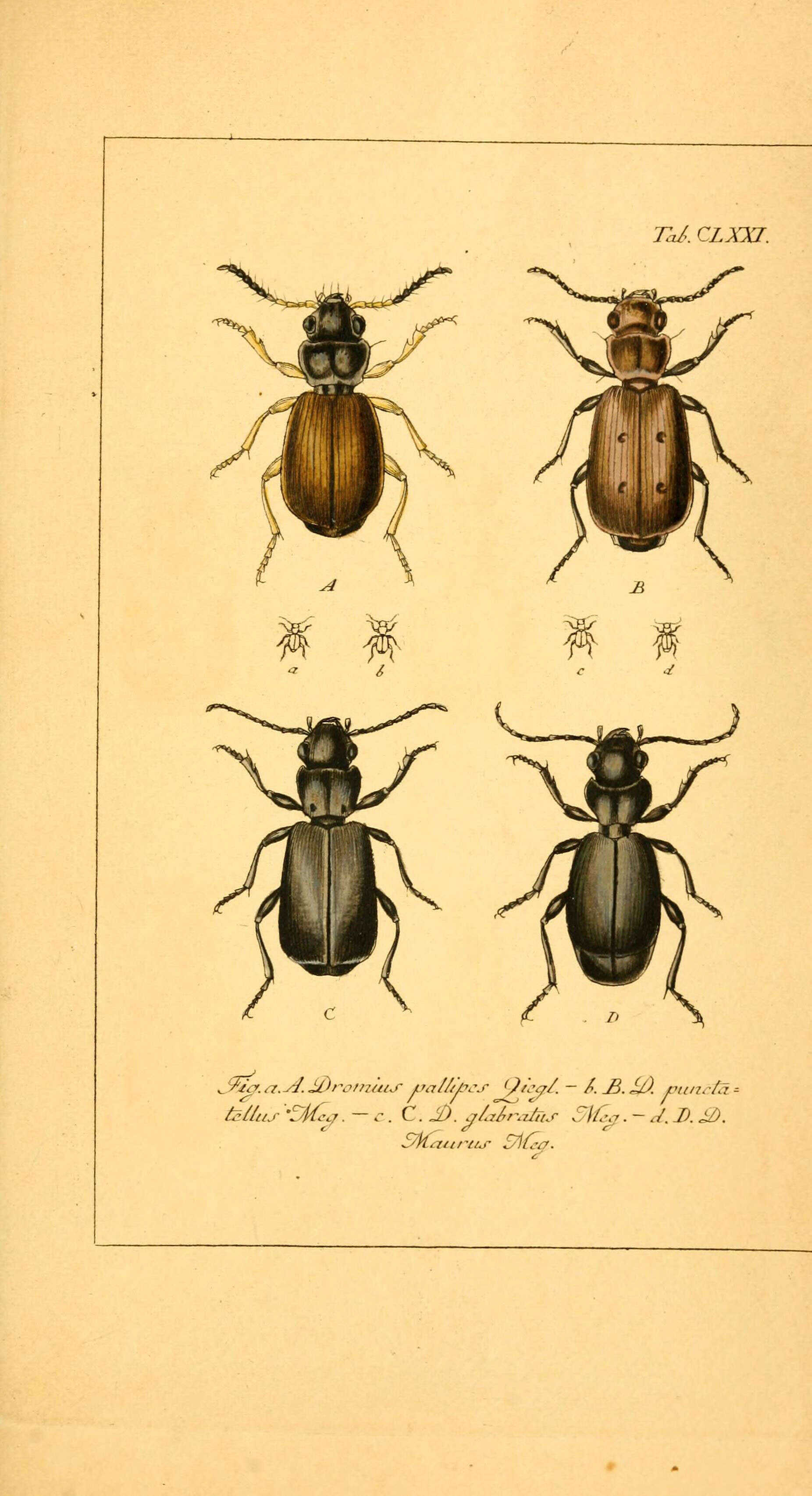 Image of Syntomus pallipes (Dejean 1825)