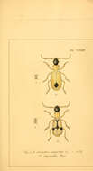 Слика од Demetrias (Demetrias) monostigma Leach ex Samouelle 1819