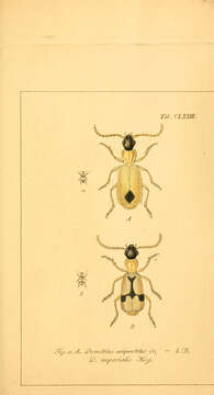 Image of Demetrias (Demetrias) monostigma Leach ex Samouelle 1819